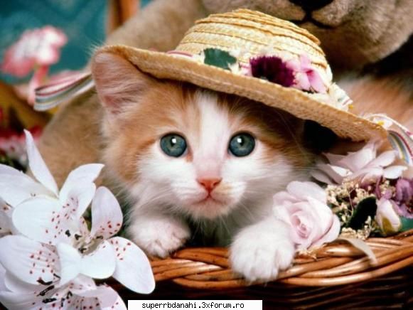 Animalul preferat - *Summer_Time* - Preferate.......
