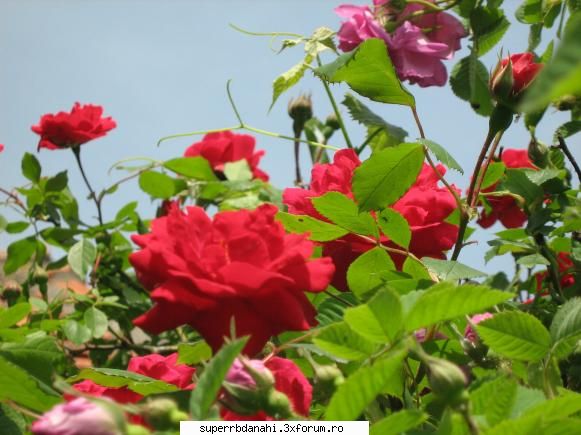 Floarea preferata - trandafirul...:X:X:X - Preferate.......